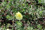 Cutleaf evening-primrose